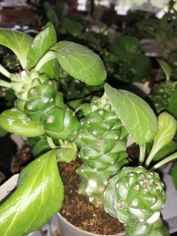 Euphorbia ritchei, pianta da interno