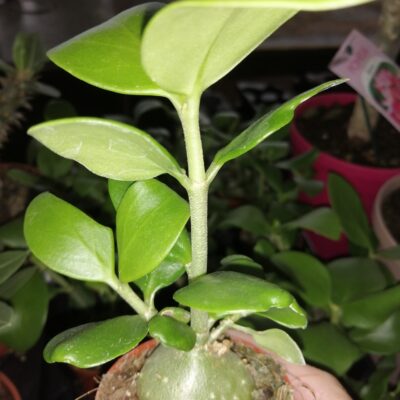 Hydnophytum papuanum