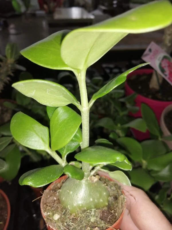 Hydnophytum papuanum, pianta da interno