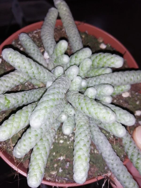 Avonia papyracea, pianta da interno