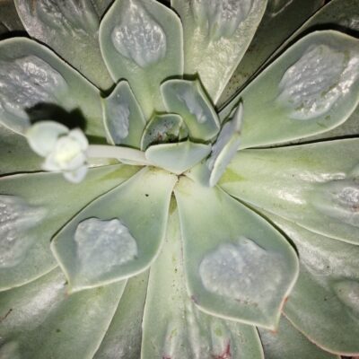 Echeveria culebra