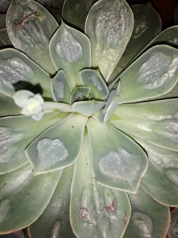 Echeveria culebra, pianta da interno