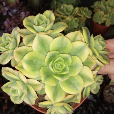 Aeonium Sunburst, Aeonium decorum Tricolor