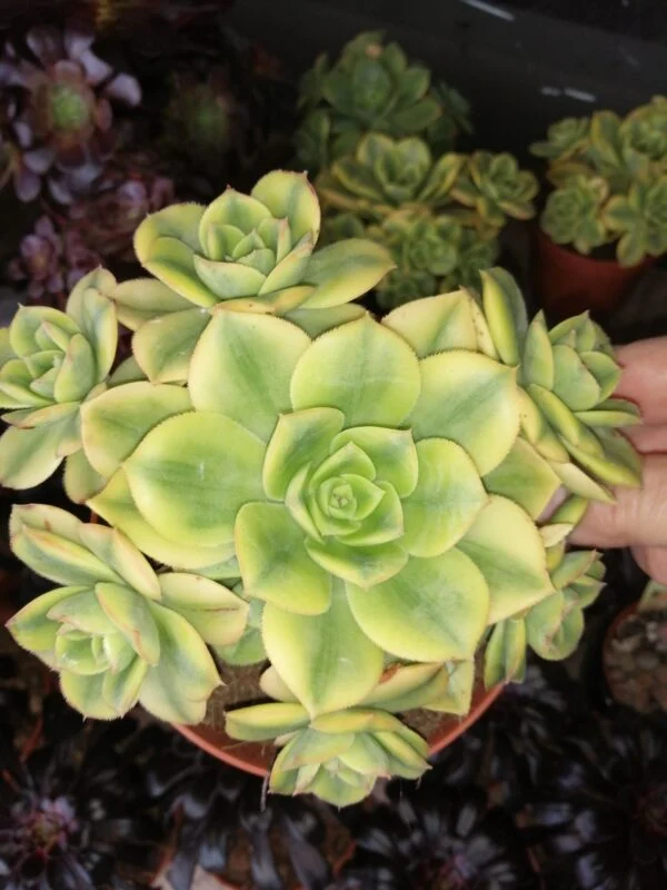 Aeonium Sunburst, Aeonium decorum Tricolor, pianta da interno