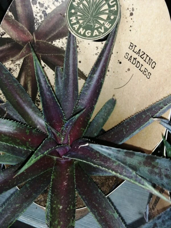 Hoya Rosita, foto 10