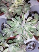 Aeonium castello-paivae Variegata Suncup