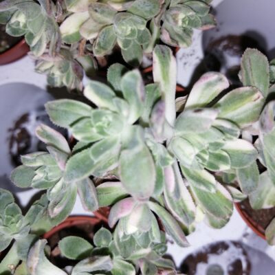 Aeonium castello-paivae Variegata Suncup