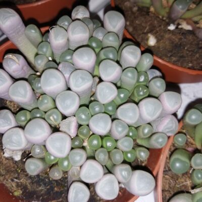 Fenestraria aurantiaca