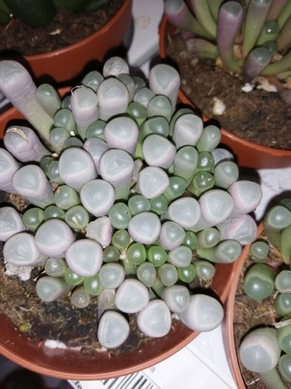Fenestraria aurantiaca, pianta da interno
