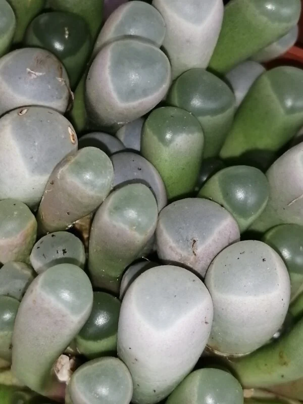 Fenestraria aurantiaca, foto 2