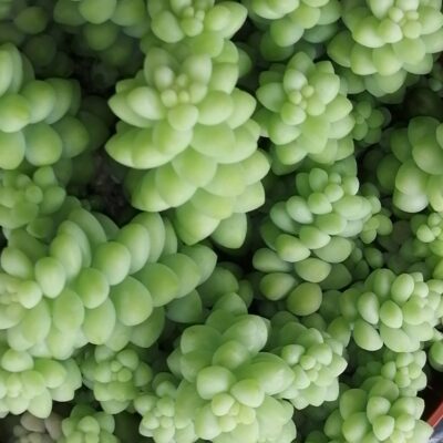 Sedum morganianum , sedum burritum