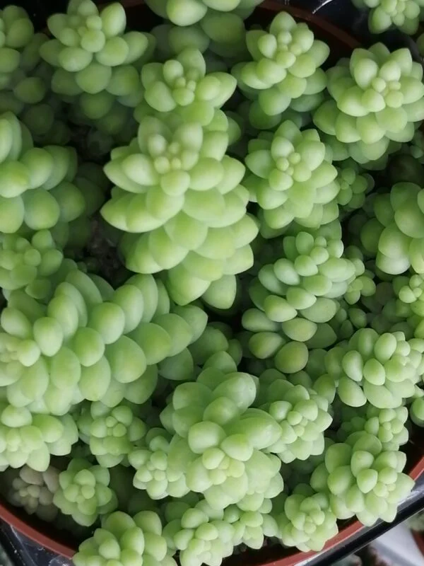 Sedum morganianum , sedum burritum, pianta da interno