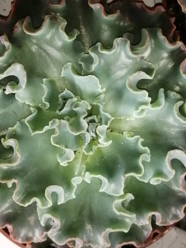 Echeveria shaviana, pianta da interno