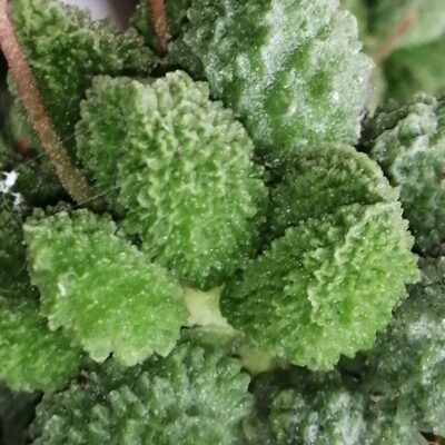 Andromiscus marinae f. herrei Lime Drops