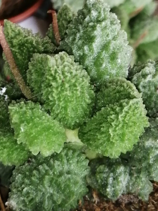 Andromiscus marinae f. herrei Lime Drops, pianta da interno
