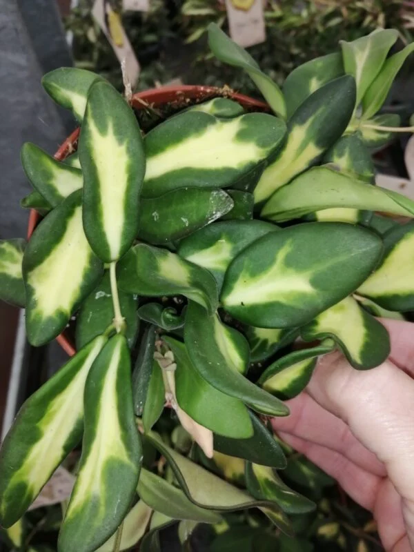 Hoya Rosita, foto 7