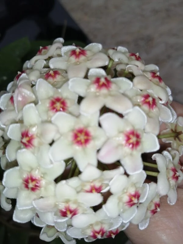 Hoya carnosa White flowers, pianta da interno