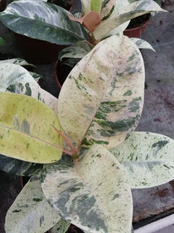Ficus shivereana Moonshine, foto 3