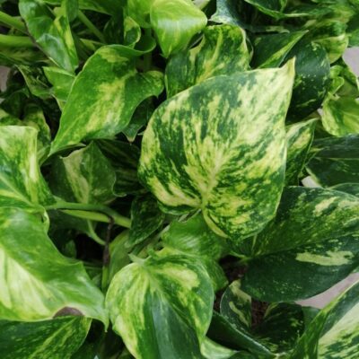 Pothos Golden Hicolor, Scindapsus Golden Hicolor, Epipremnum Golden Hicolor