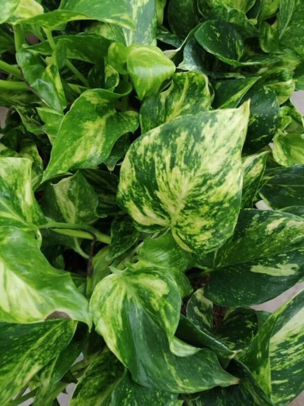 Pothos Golden Hicolor, Scindapsus Golden Hicolor, Epipremnum Golden Hicolor, pianta da interno