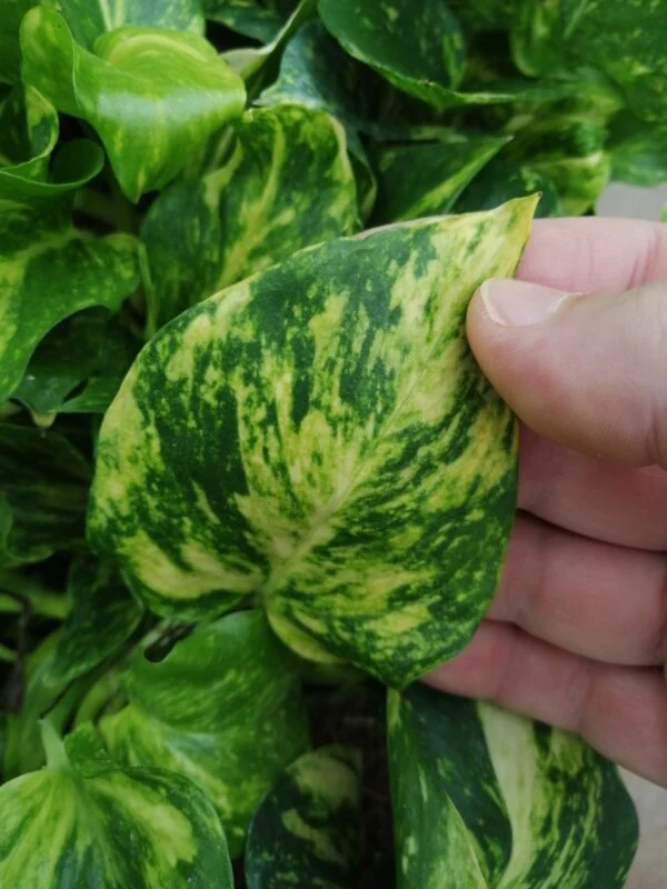 Pothos Golden Hicolor, Scindapsus Golden Hicolor, Epipremnum Golden Hicolor, foto 2