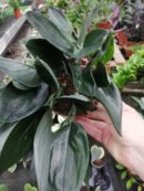 Scindapsus treubii Black Sumo