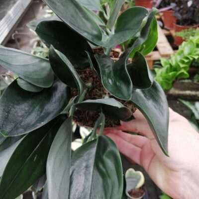 Scindapsus treubii Black Sumo