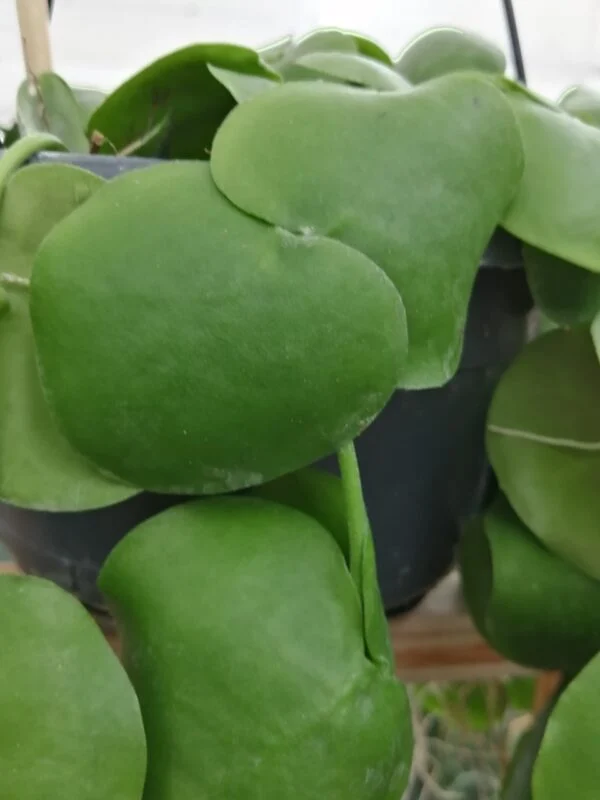 Dischidia platyphylla, foto 3