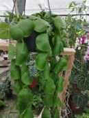 Dischidia platyphylla