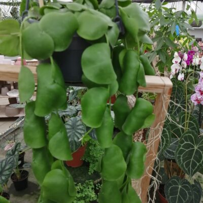 Dischidia platyphylla