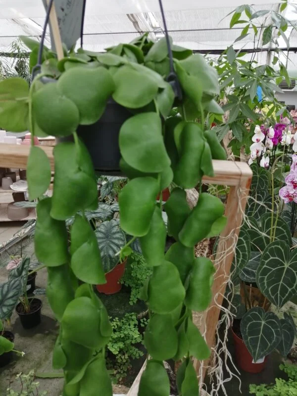 Dischidia platyphylla, pianta da interno
