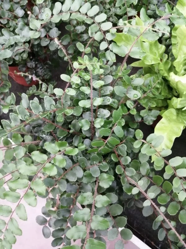 Hoya puber ex Hoya picta, foto 7