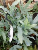 Phlebodium aureum Blue Star