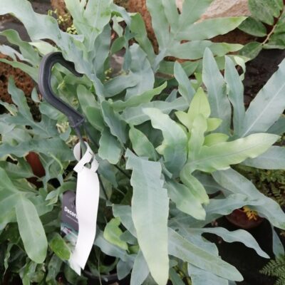 Phlebodium aureum Blue Star