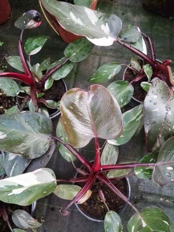 Hoya puber ex Hoya picta, foto 8