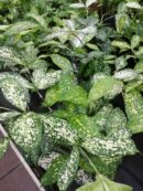 Dracaena godseffiana Florida Beauty