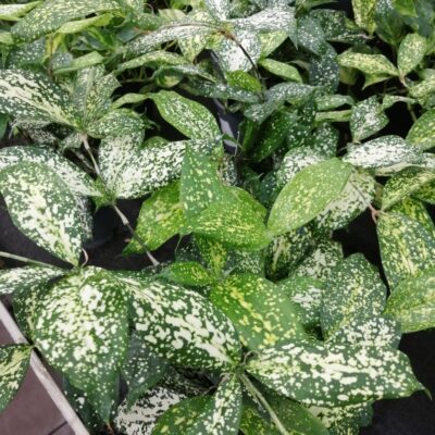 Dracaena godseffiana Florida Beauty