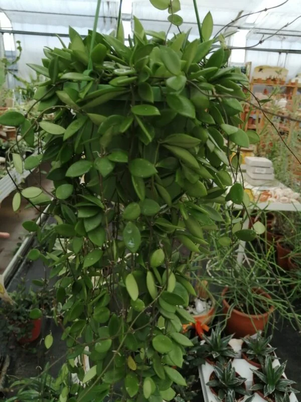 Hoya puber ex Hoya picta, foto 3