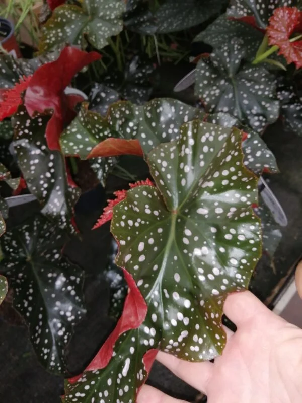 Begonia Cracklin Rosie, foto 2