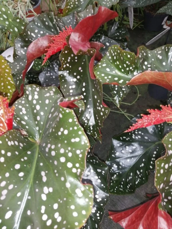 Begonia Cracklin Rosie, foto 4
