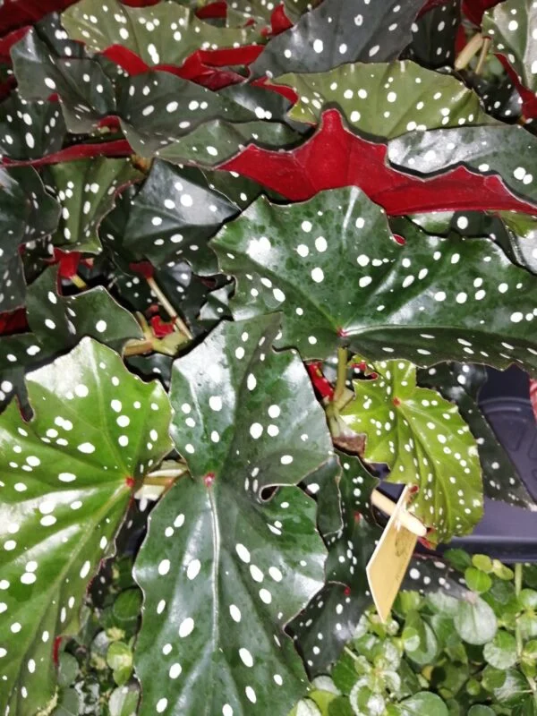 Begonia Black Forrest, foto 2