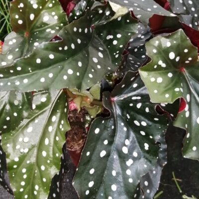 Begonia Black Forrest