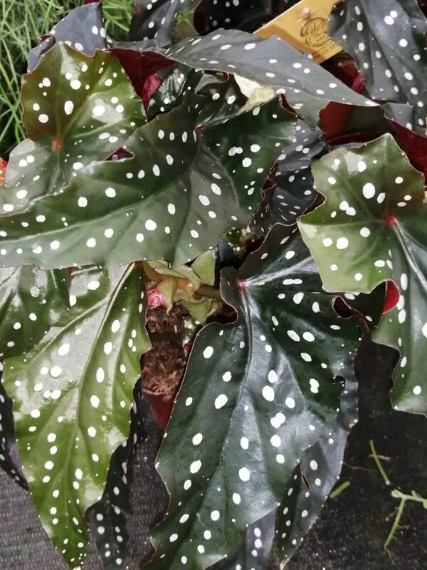 Begonia Black Forrest, pianta da interno