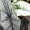 Alocasia heterophylla Dragon's breath, pianta da interno