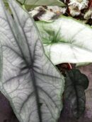 Alocasia heterophylla Dragon's breath