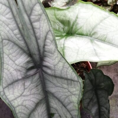 Alocasia heterophylla Dragon's breath