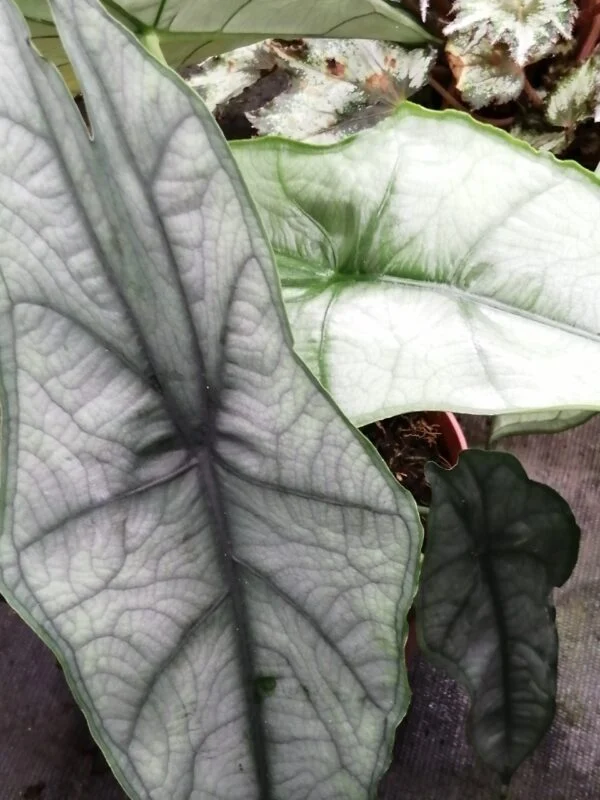 Alocasia heterophylla Dragon's breath, pianta da interno