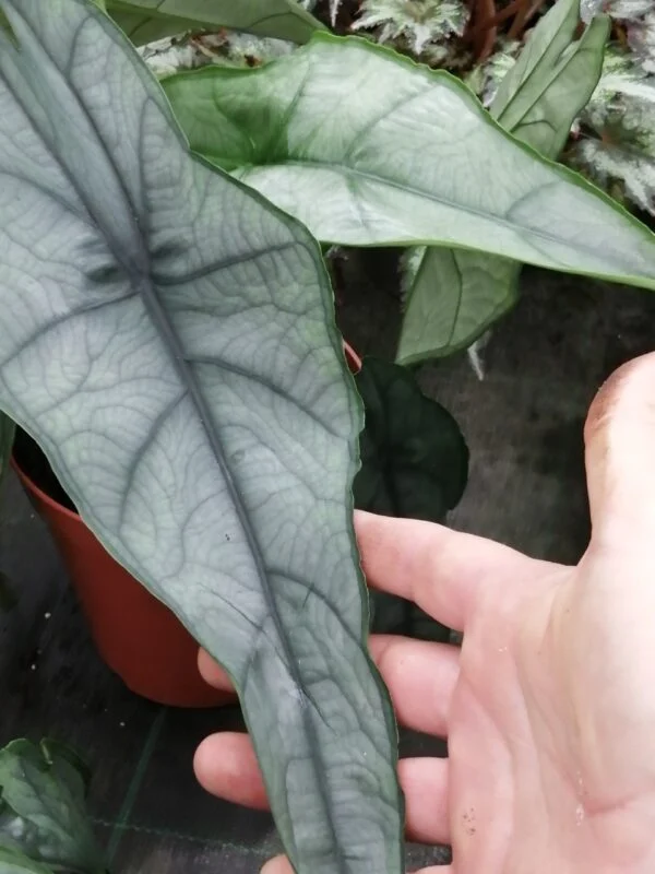 Alocasia heterophylla Dragon's breath, foto 2