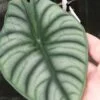 Alocasia Nebula, pianta da interno