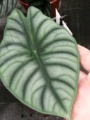 Alocasia Nebula